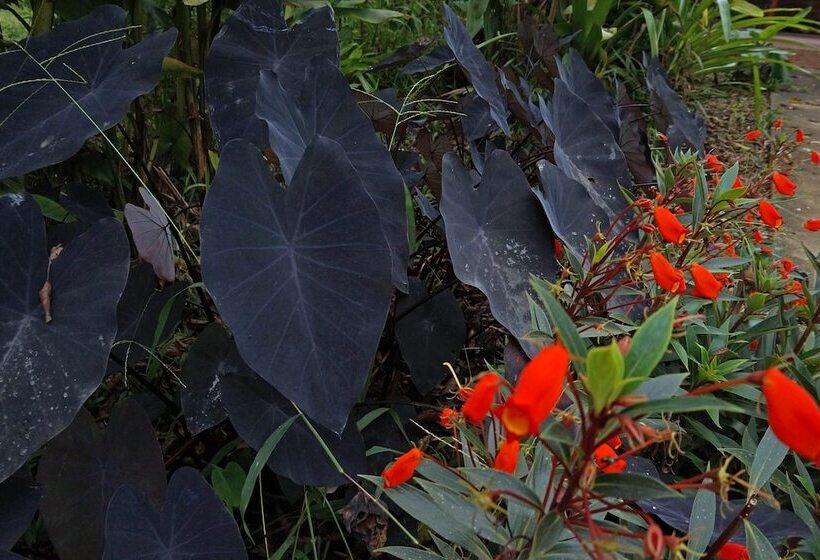 호스텔 Mindo Real