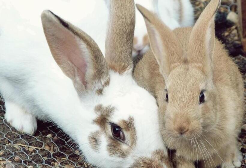 فندق Corte All'olmo