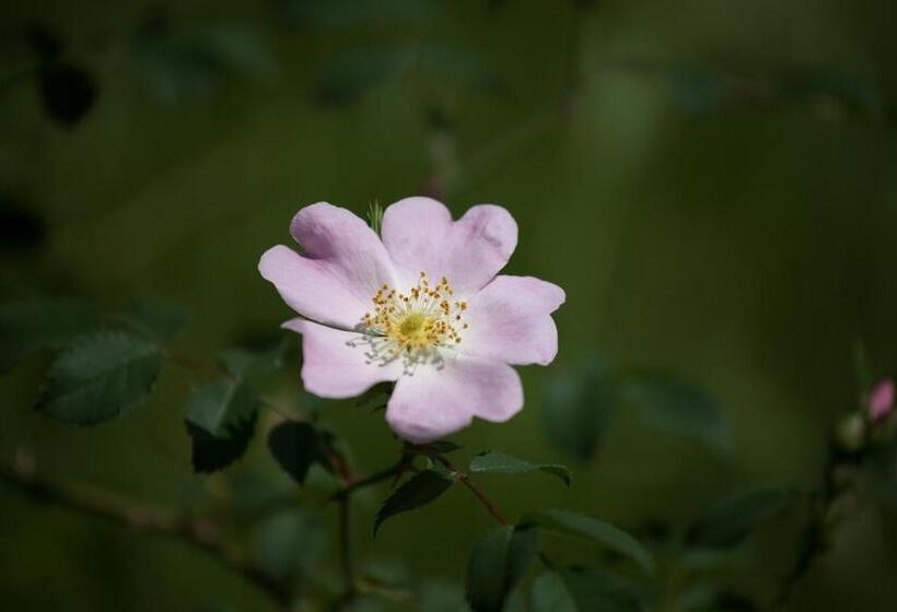 فندق Corte All'olmo