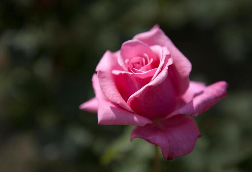 فندق Corte All'olmo