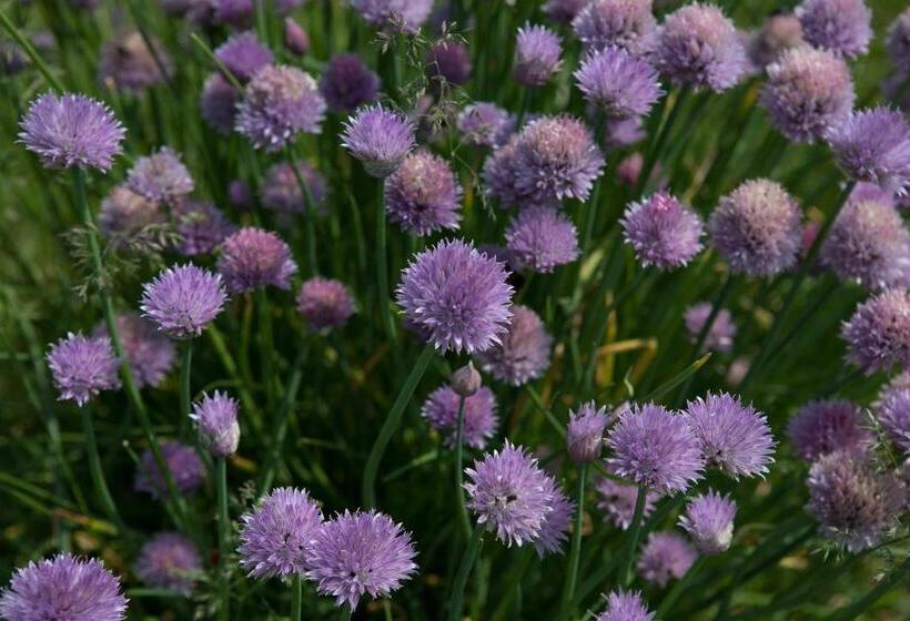 فندق Corte All'olmo