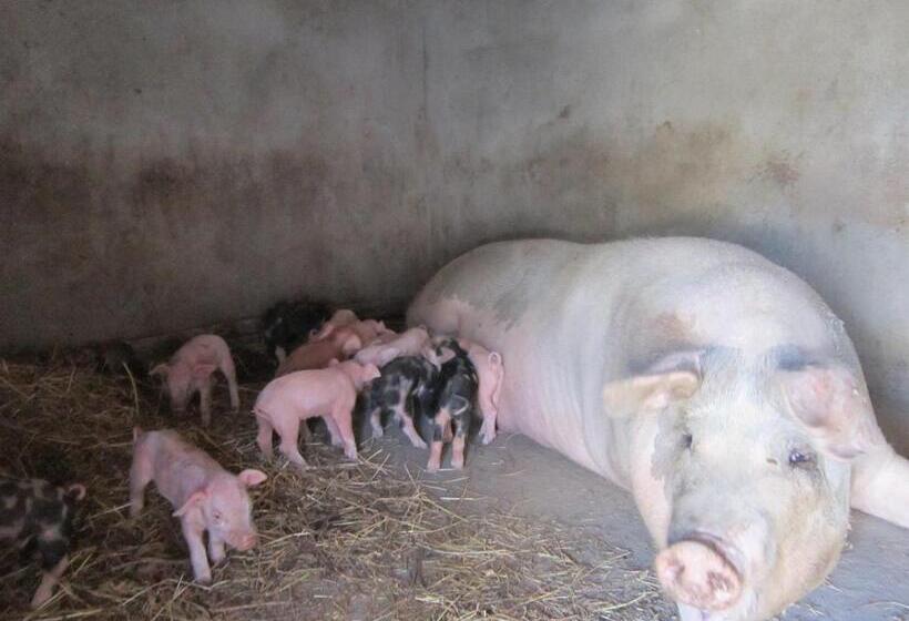 בית מלון כפרי Donnastella