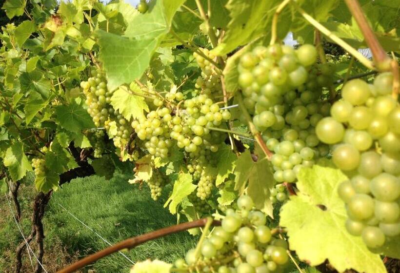 פנסיון Glyndwr Vineyard
