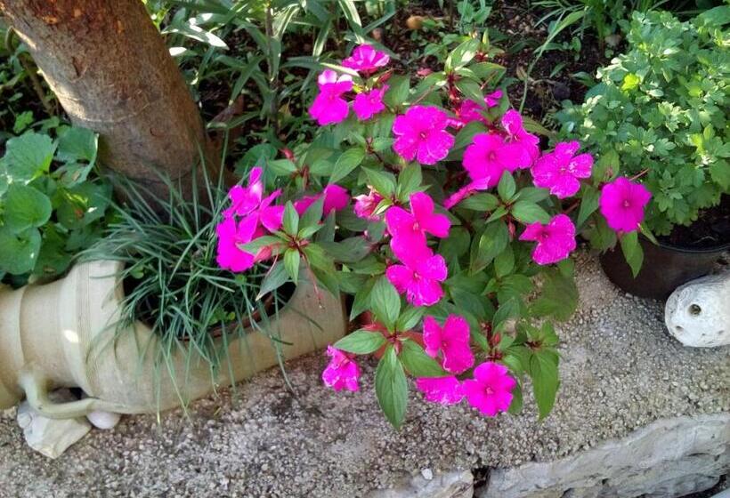 پانسیون Oaza Guest House