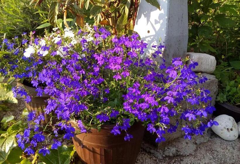 پانسیون Oaza Guest House