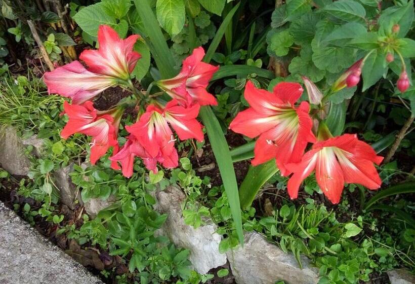 پانسیون Oaza Guest House