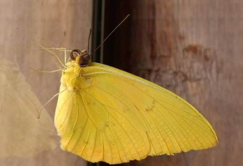 Пансион Pousada Licuri