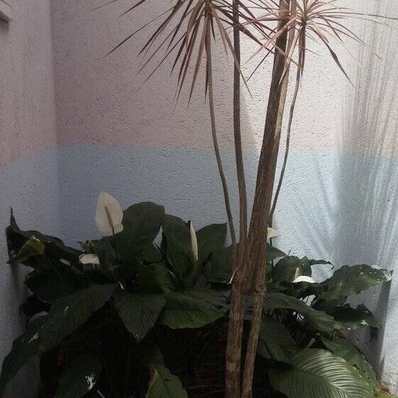 Пансион Pousada Licuri