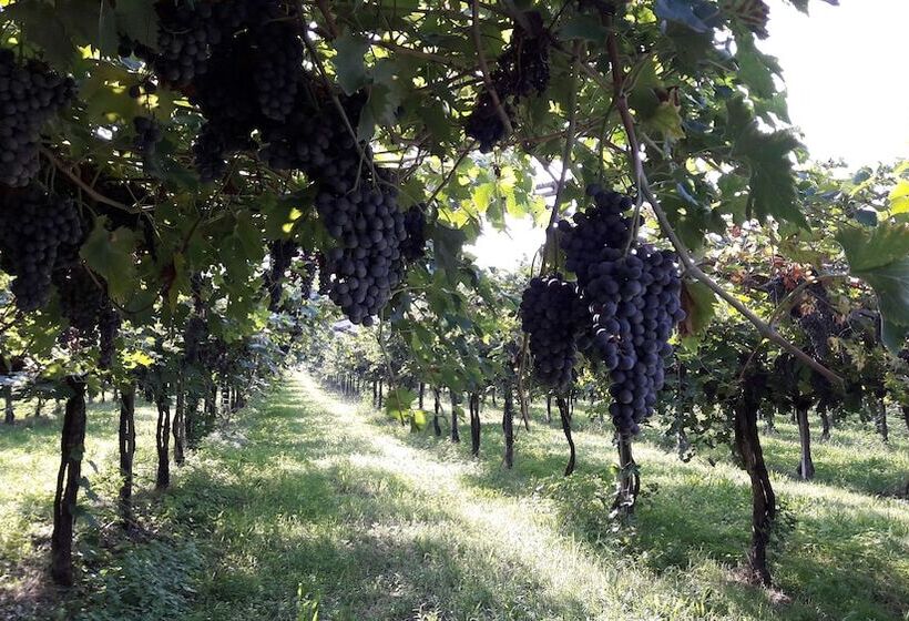 호텔 Agriturismo Camparella