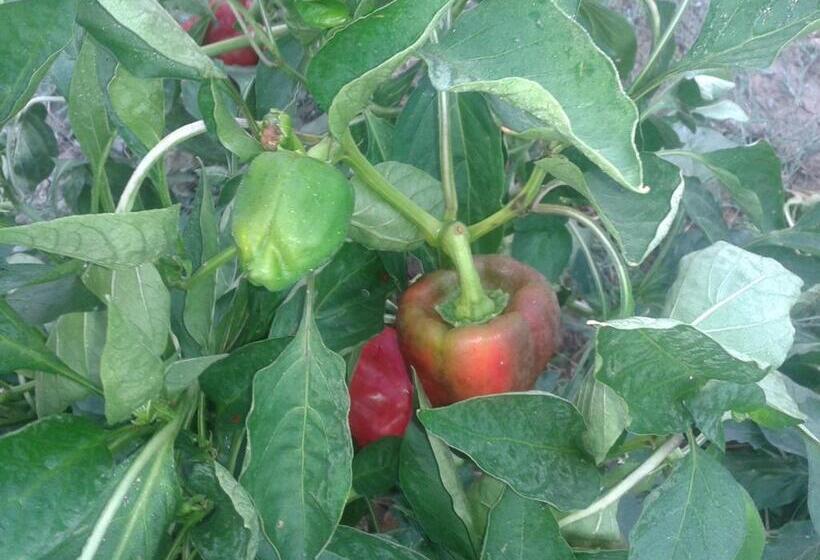 فندق Agriturismo Santa Chiara