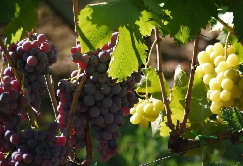 호텔 Azienda Agricola Polveraia