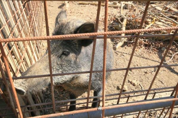 호텔 Azienda Agricola Polveraia