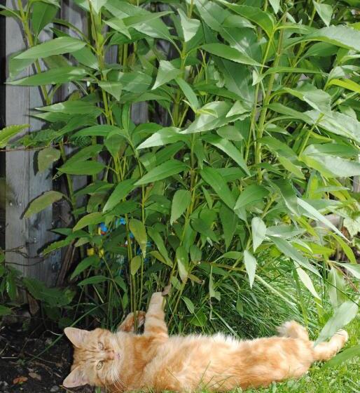 ホテル Appartment Ransburggut