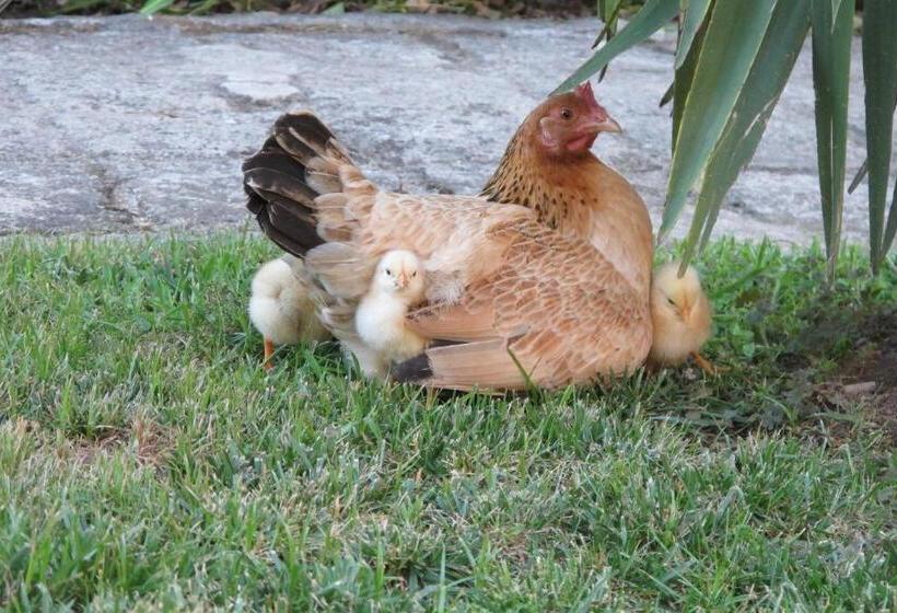 Отель No Meio Da Natureza   Turismo No Espaco Rural