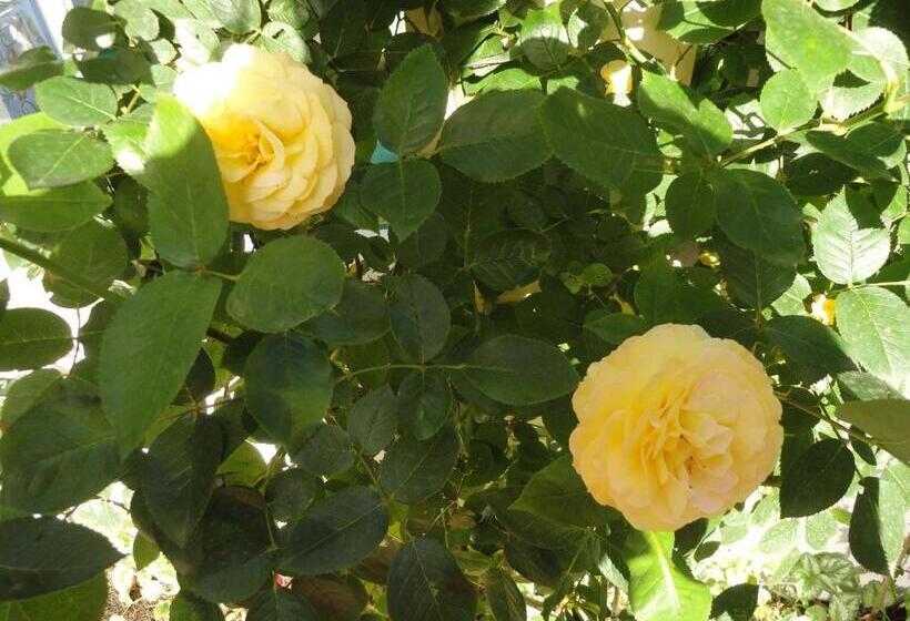 פנסיון Borko Guest House