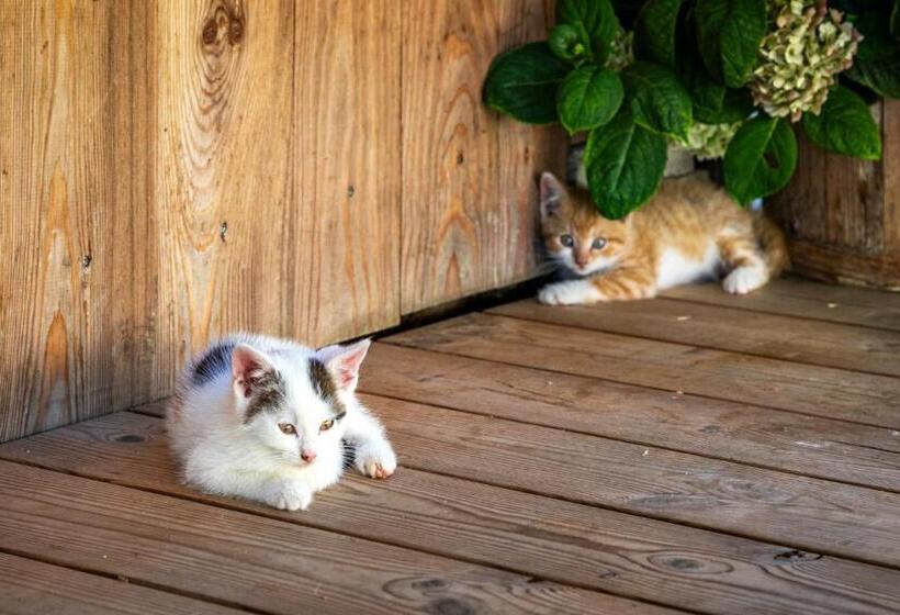 בית מלון כפרי Prechtlhof In Flachau