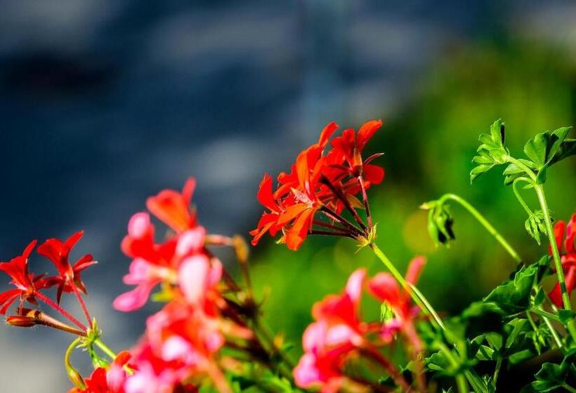 פנסיון Gästehaus Genf