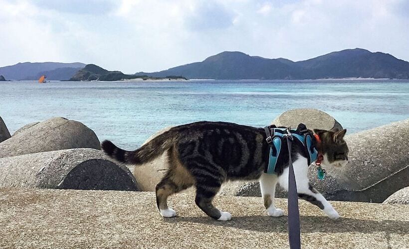 ペンション Minshuku Yadokari