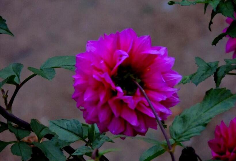 ユースホステル Hosteria Sans Souci