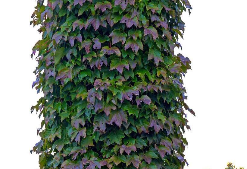 ユースホステル Hosteria Sans Souci