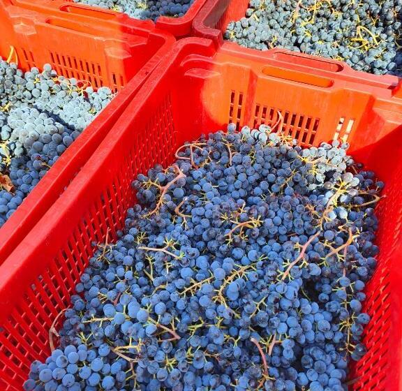 酒店 Agriturismo Colle Vento