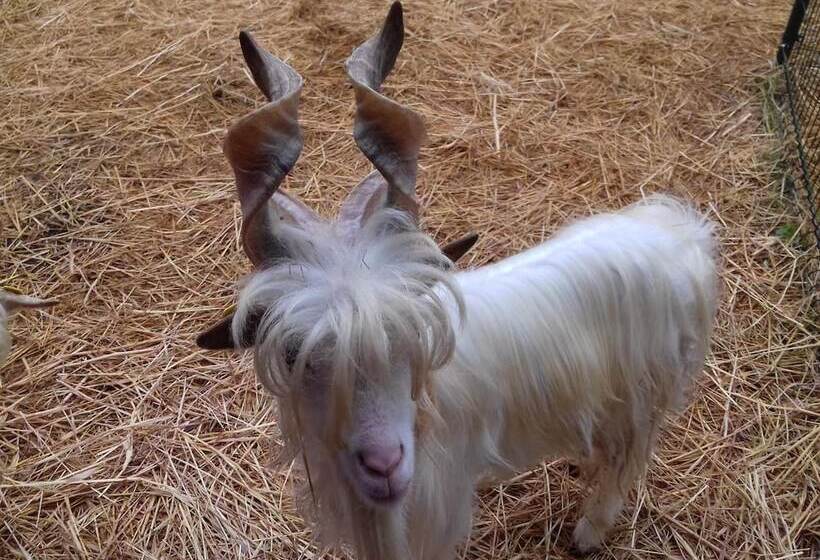 בית מלון כפרי Agriturismo Specchiarussa