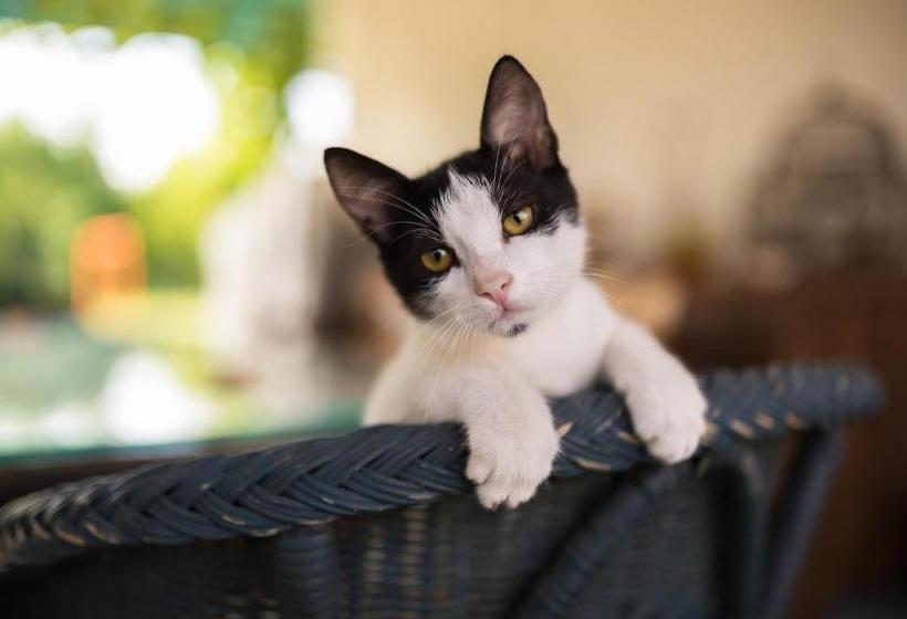 בית מלון כפרי Settecentoalberi Agriturismo