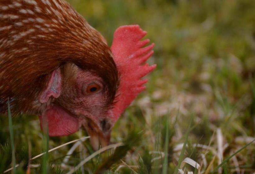 Пансион Ewich House B&b