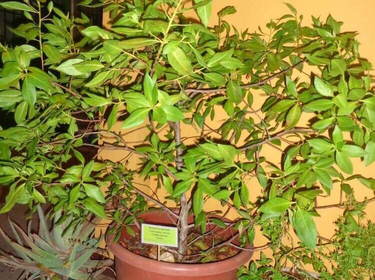 פנסיון Hostal Casa Cascada