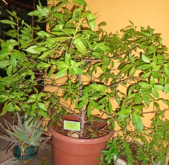 پانسیون Hostal Casa Cascada