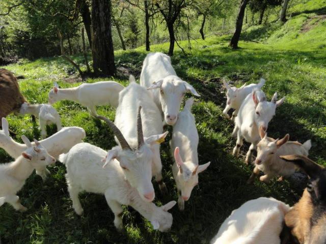 هتل Farm Stay Dolinar Krainer