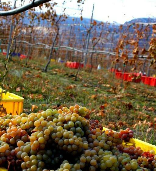 膳宿费 D Angelo Winery Farm House