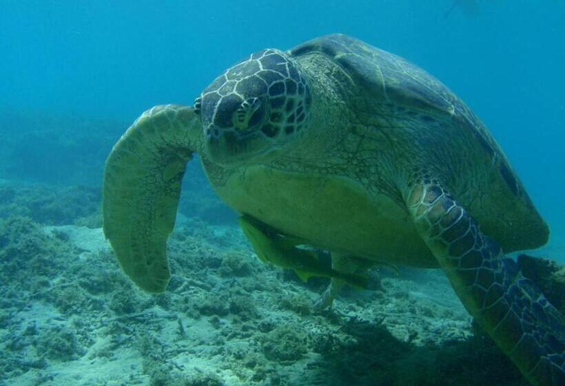 بنسيون Kerama Backpackers