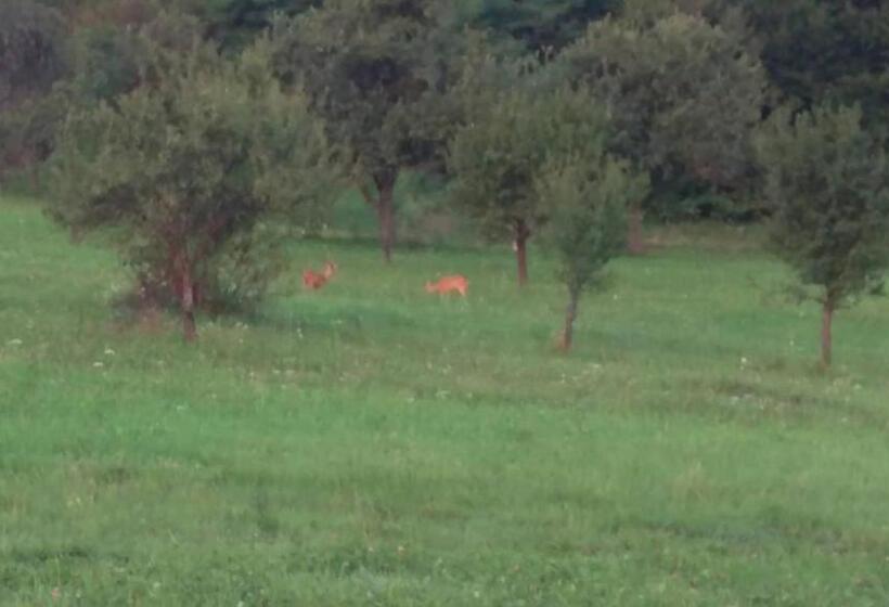 Pensiunea Printul Vlad