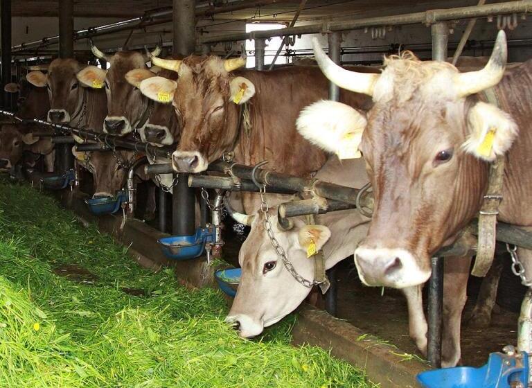 בית מלון כפרי Andreashof