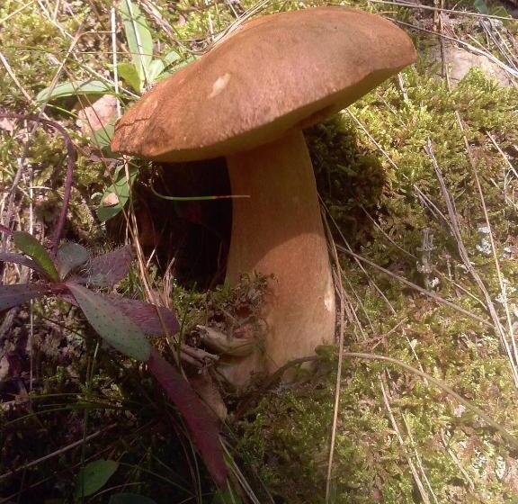 펜션 Hostal Ekaitza