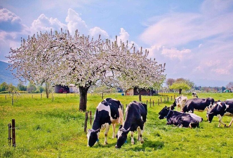 پانسیون Tourist Farm Tominc