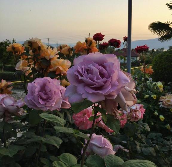 پانسیون Vila Siva