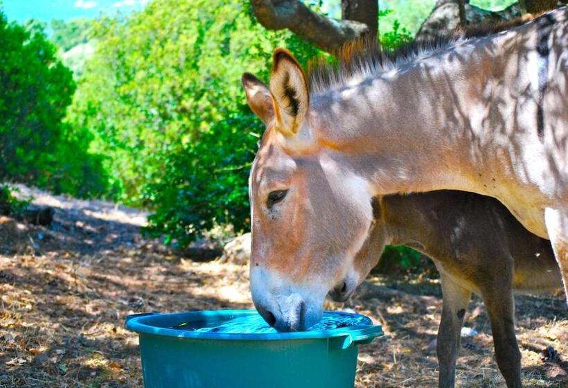 Общежитие Domaine Pozzo Di Mastri