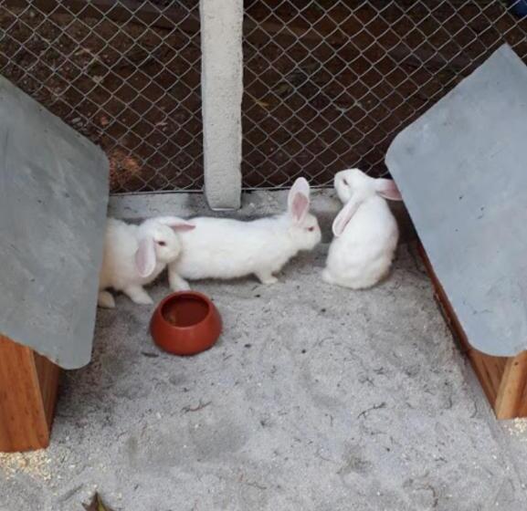 ペンション Camping E Pousada Paiol