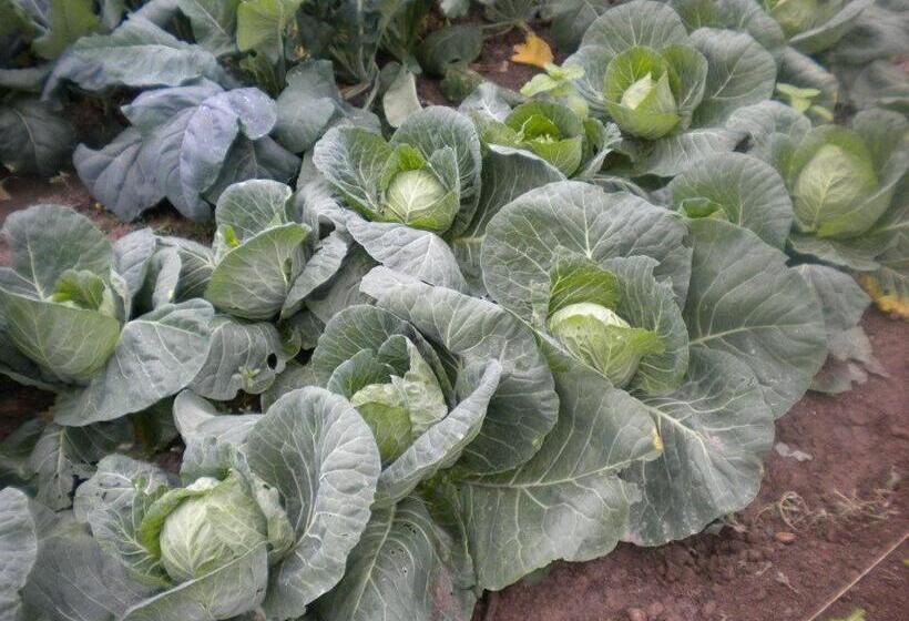 ホテル Agriturismo Mazzeracca