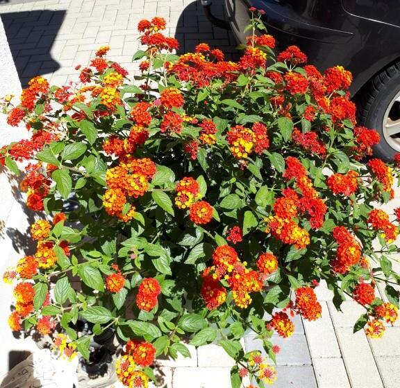 펜션 Gaestehaus Jufferpanorama