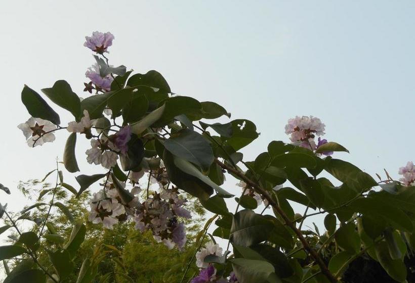 بنسيون Le Bougainvillier