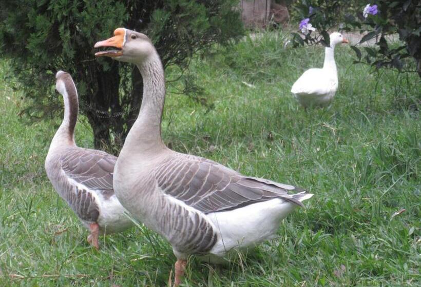 هاستل La Posada Del Cucú