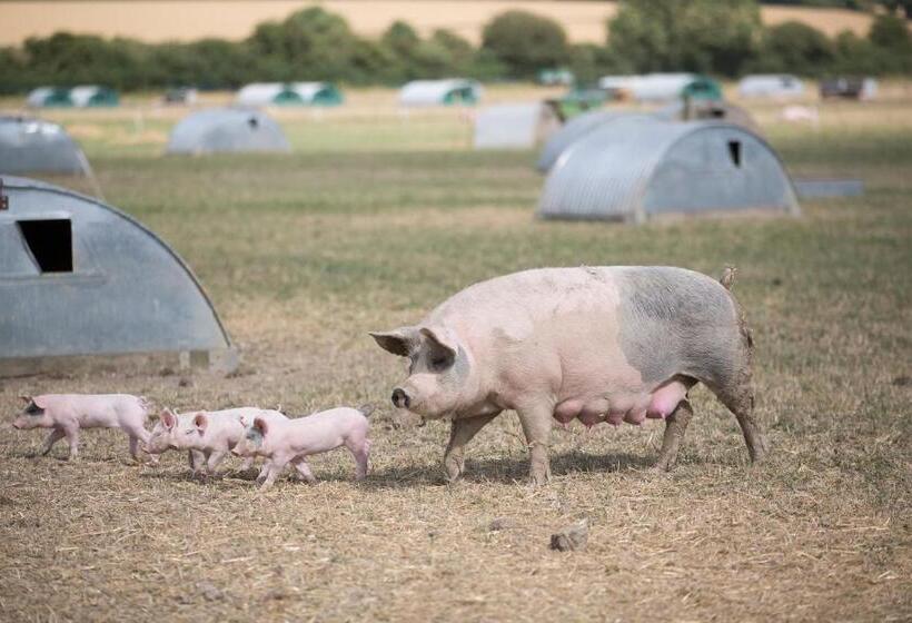 ホテル Helen Browning's Royal Oak