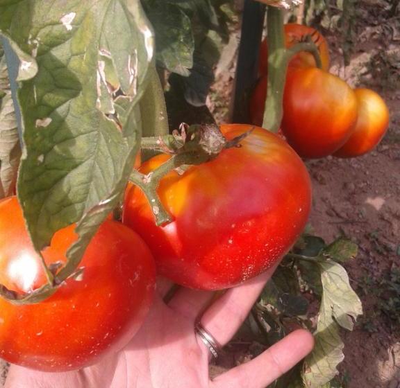 בית מלון כפרי Ospitalita' Rurale Casa Cani