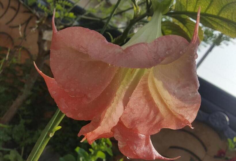 بنسيون Dasomchae Hanok Stay