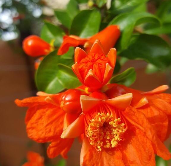 بنسيون Dasomchae Hanok Stay