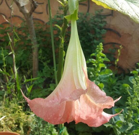 بنسيون Dasomchae Hanok Stay