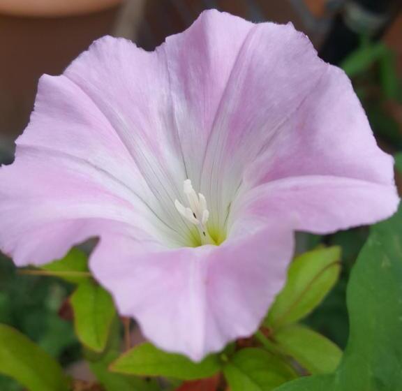 بنسيون Dasomchae Hanok Stay